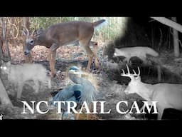 Bobcats, Foxes, Deer & More! NC Trail Cam Pickup