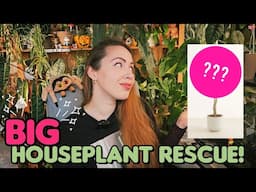 Houseplant rescue from trash 🗑🌴