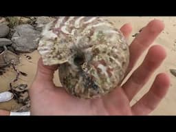 Handling the most deadly animal on the planet, a live textile cone snail while beach combing in aus!