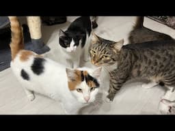 20 cute cats early  live stream