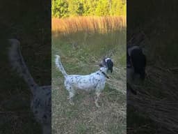 Layla  - Practice before Quail hunting trip.  10 21 24