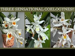 Three sensational Coelogynes in bloom!