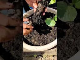 Farming ideas for vegetables! Planting vegetables in containers for someone doesn't have a land