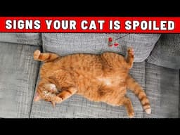 9 Signs That Your Cat Is Spoiled