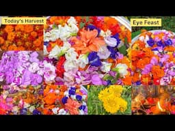 Colorful garden flowers for todays Pooja #happychildrensday2024 #myflowergarden #eyefeast