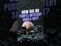 How BIG do Purple Mystery Snails Get? Purple Mystery Snails