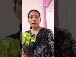 🍀🍀☘️Money plant growing tips/ Indoor plant _ஆ வளர்த்த சூப்பர் டிப்ஸ்#shorts #gardening#trending