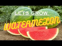 My TOP 5 TIPS for growing watermelons in NZ