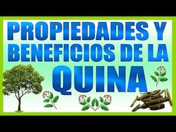 Propiedades y Beneficios Quina