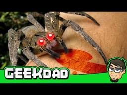 10 MOST Venomous Spiders in the World!