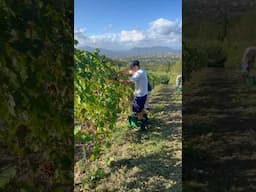 Grape harvesting in Tuscany 🍇🍷🇮🇹