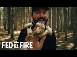 MATSUTAKE MUSHROOMS | Foraging Tips