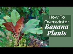 3 Ways to Save Banana Plants Overwinter | Container Garden Tips #containergardening  #fallgardening