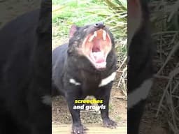 Small But Ferocious Tasmanian Devil