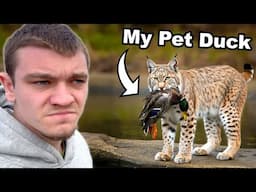 Hunting Down the Bobcat that Killed My Pet Duck