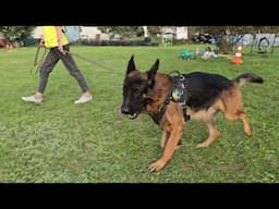 🤩Rising star Jason TSARI & GRANT.  Odessa. Young male German Shepherd, 2 years and 2 months old.