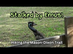 Stalked by Emus ~ Hiking the Mason-Dixon Trail