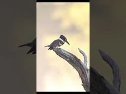 Photographing Belted Kingfishers on the river! #kingfisher #birds #wildlife #wildlifephotography