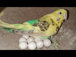 Budgies parrot Breeding Progress || बजरी तोतो की धमाकेदार प्रोग्रेस || Hindi/Urdu