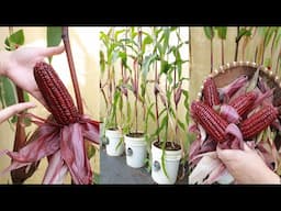 Tips for growing corn at home without much care