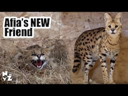 Afia the Serval gets a friend | New Arrival