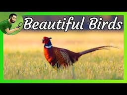 Beautiful Birds - The Ring-Necked Pheasant