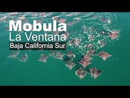 Mobula of La Ventana, BCS, MX