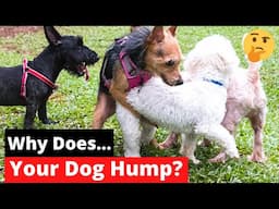 Why Does Your Dog Hump? How to Stop It? [Dirty Secret Exposed]