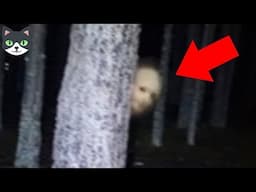 6 VIDEOS PARANORMALES CAPTADOS EN BOSQUES | MOMENTOS EXTRAÑOS CAPTADOS EN CAMARA