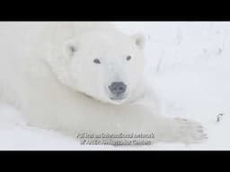 Travel With Us To The Polar Bear Capital Of The World