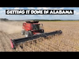 CASE IH 8250 IN FULL ACTION CUTTING SOYBEANS