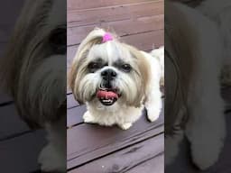 Chatty Shih Tzu Wants Treats Now! 🍖🤣 #shorts #shihtzu #youtubehighfive