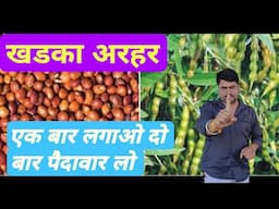 खड़का अरहर एक बार लगाओ दो बार पैदावार लो Pigeon pea farming - Agritech Guruji