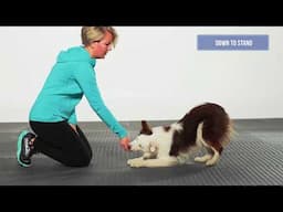 Fitness Form Foundation Exercises with FitPaws®