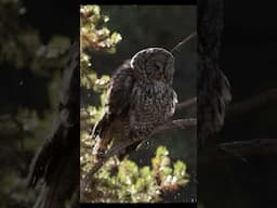 Look what I found in the forest! #owl #greatgrayowl #birds #birdphotography #wildlifephotography