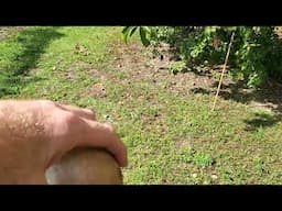 How to tell when Sapodilla are ready to pick