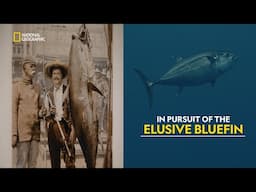 Legendary Tuna Hunt | Legendary Catch | हिंदी | Full Episode | S1 - E4 | Nat Geo Wild