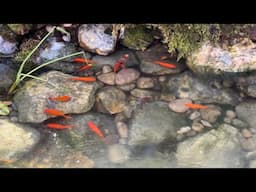 Beautiful Small Garden Pond With Goldfish & Buddha Relaxing Asmr