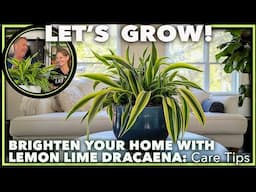 DRACAENA LEMON LIME: Growing and Ultimate Care Guide (with Plant Hacks!)