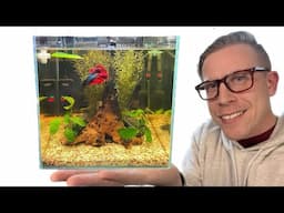 How to Set Up a Betta Fish Tank - Step by Step