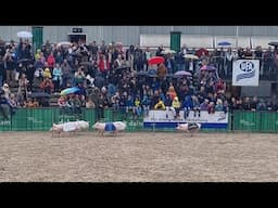 Carrera de cerditos en la OLMA de St. Gallen