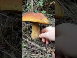 Roadside Foraging A King Bolete (Boletus edulis) Porcino: Tapping Explained