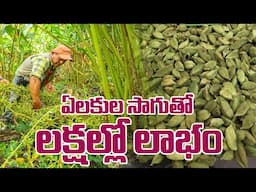 ఏలకుల సాగుతో లక్షల్లో లాభం..| Profit in Lakhs From Cardamom Cultivation | Elaichi | Money Popular TV