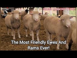 The Most Friendly Ewes And Rams Ever!