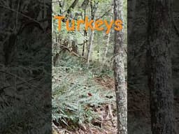 Turkeys doing turkey stuff #turkeyhunting #animals #shorts