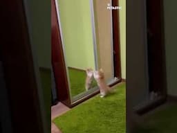 Kitten vs. Mirror! Adorable First Encounter Reaction You Can’t Miss!