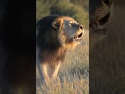 Impressive Roaring Lion #bigcat #lionroar #roaringlion #lion #animalsounds #animal #viral