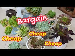 Unboxing The CHEAPEST SUCCULENTS I BOUGHT From RED HILL GARDENS