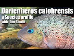 Darienheros calobrensis: a species profile of an incredible Panamanian jewel of a Cichlid