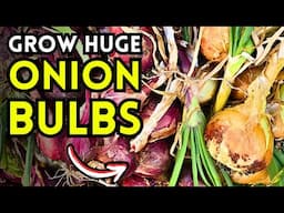 5 Tips To Grow HUGE Onion Bulbs From Professional Onion Farmers